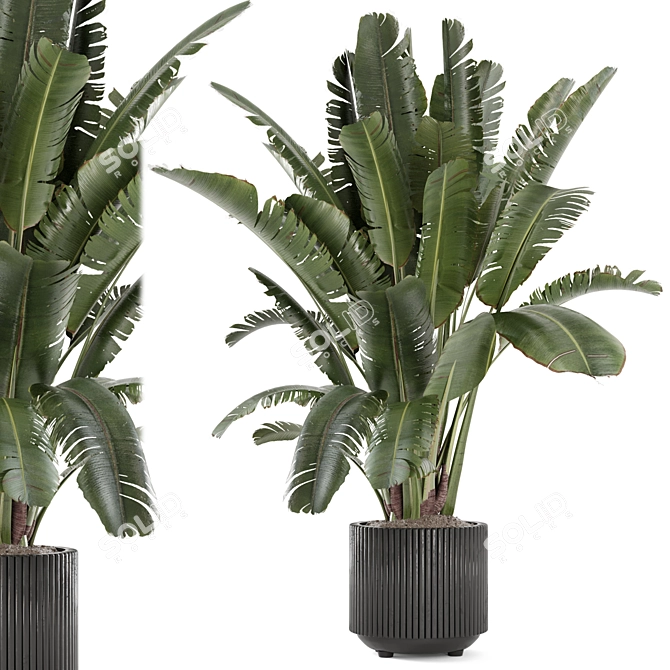 Black Pot Indoor Plant Set 3D model image 1