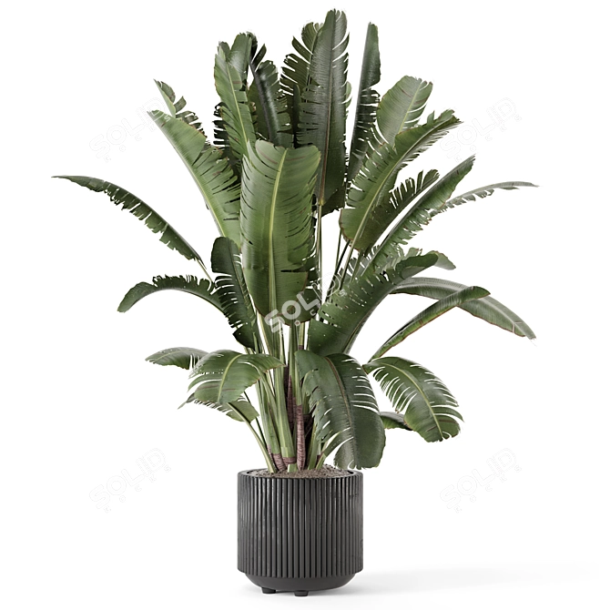 Black Pot Indoor Plant Set 3D model image 2