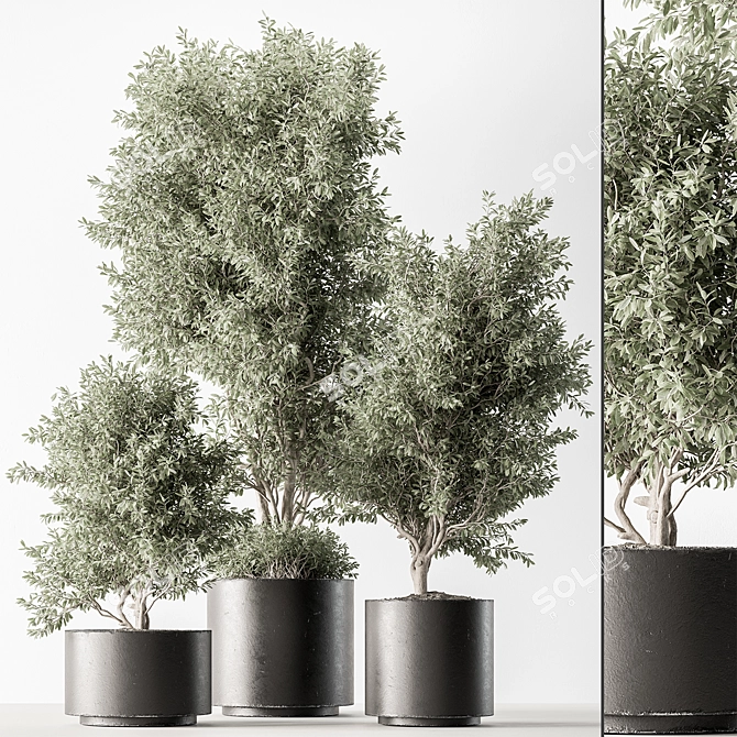 Olive Tree Indoor Plant 730 3D model image 1