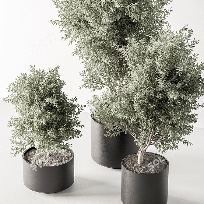 Olive Tree Indoor Plant 730 3D model image 2