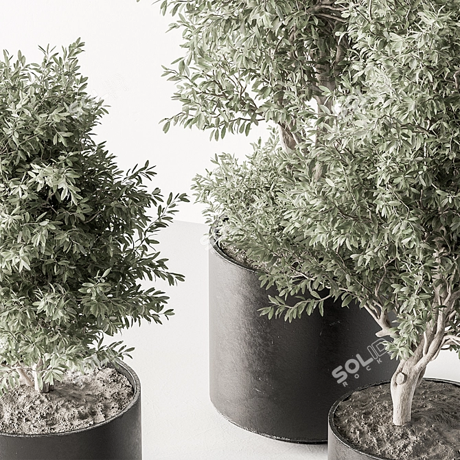 Olive Tree Indoor Plant 730 3D model image 4