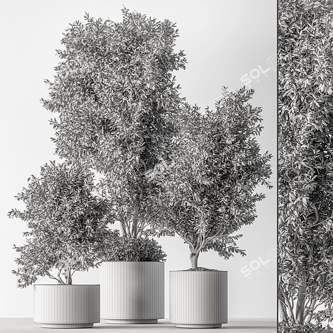 Olive Tree Indoor Plant 730 3D model image 5