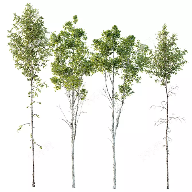  Spring Betula Pendula Castanea Sativa 3D model image 1