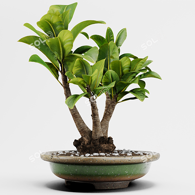 PBR Indoor Plant Decoration Item 3D model image 3