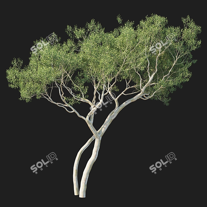 Corona Render Eucalyptus Tree Model 3D model image 4