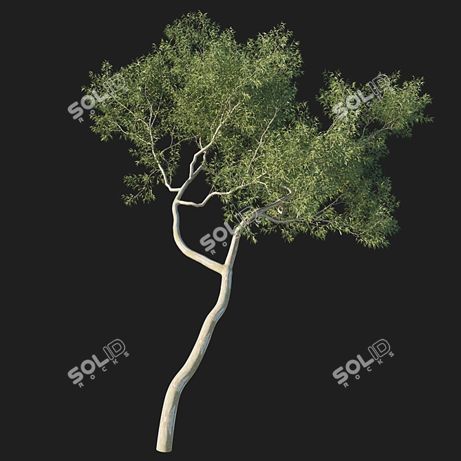 Eucalyptus Tree 3D Model Kit 3D model image 1