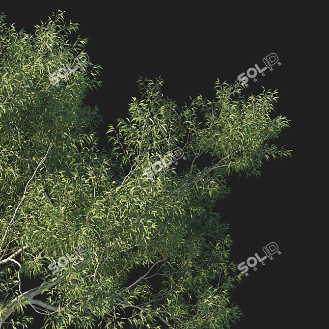 Eucalyptus Tree 3D Model Kit 3D model image 2