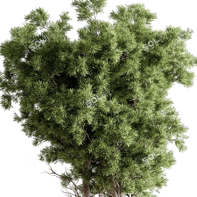 Elegant Tree in Pot 729 3D model image 3