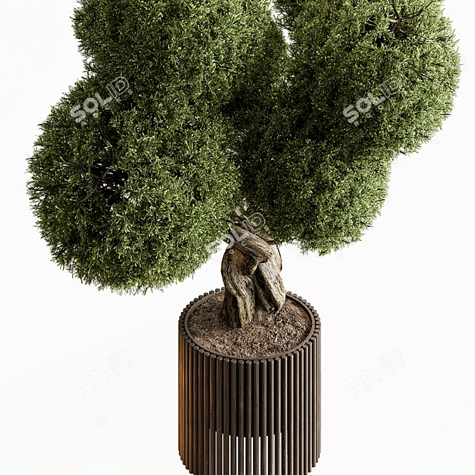 Topiary Ball Outdoor Plant 3D model image 2