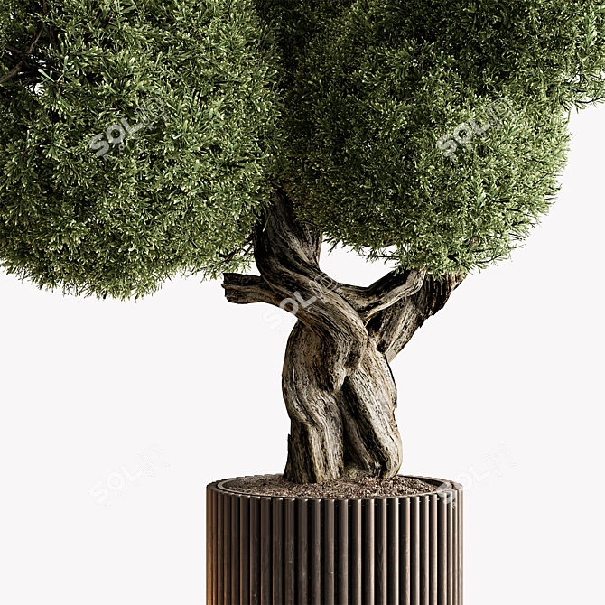 Topiary Ball Outdoor Plant 3D model image 3