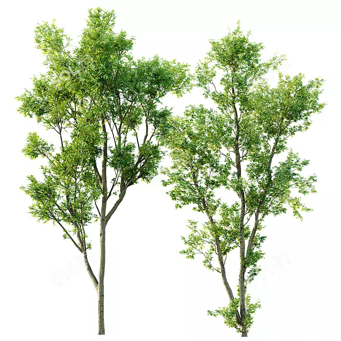 Celtis Australis 3D Model Pack 3D model image 1