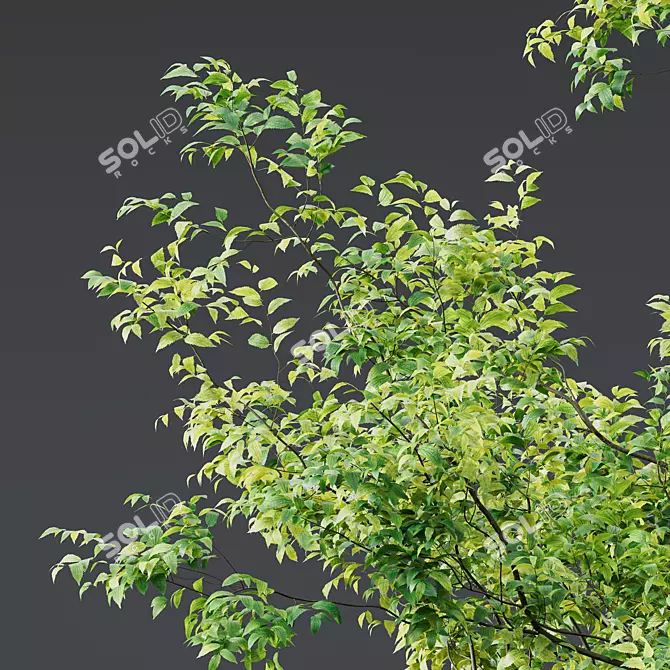 Celtis Australis 3D Model Pack 3D model image 2