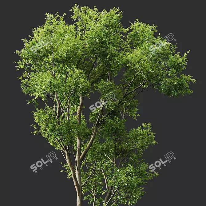 Celtis Australis 3D Model Pack 3D model image 3