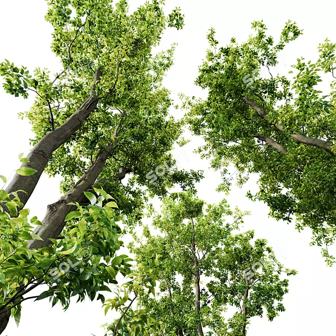 Celtis Australis 3D Model Pack 3D model image 4