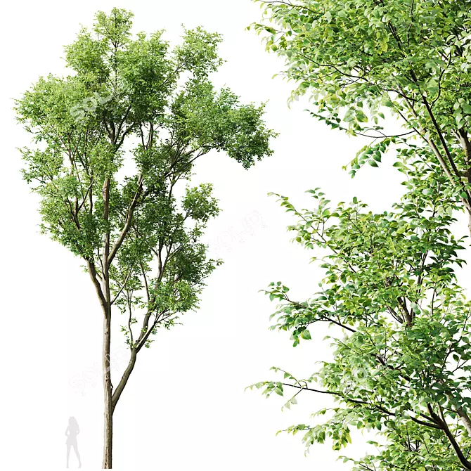 Celtis Australis 3D Model Pack 3D model image 5