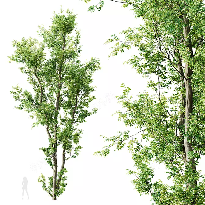 Celtis Australis 3D Model Pack 3D model image 6