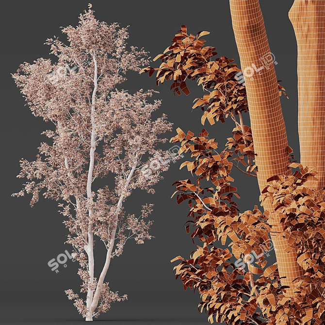 Celtis Australis 3D Model Pack 3D model image 7