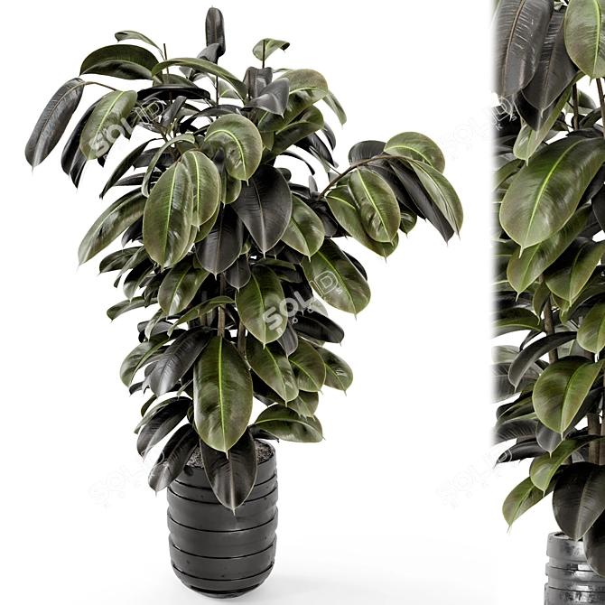 Ficus Indoor Plants - Dark Pot 3D model image 1