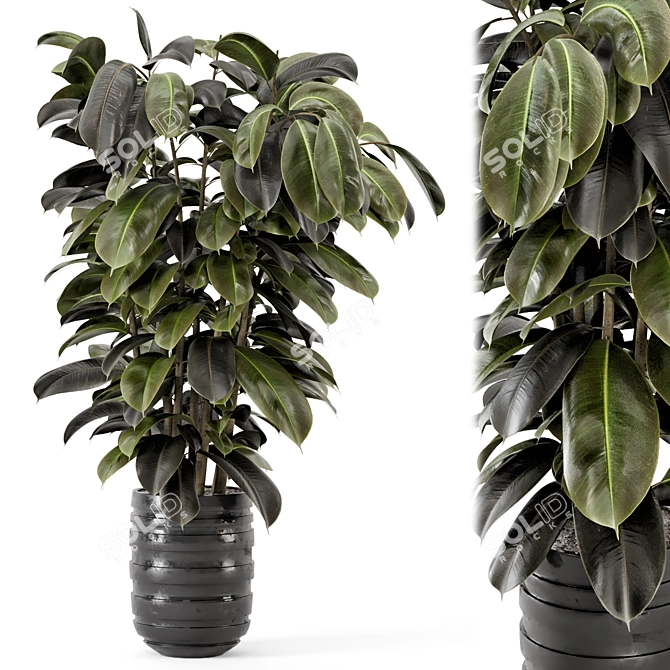 Ficus Indoor Plants - Dark Pot 3D model image 2