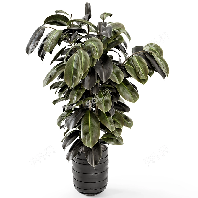 Ficus Indoor Plants - Dark Pot 3D model image 3