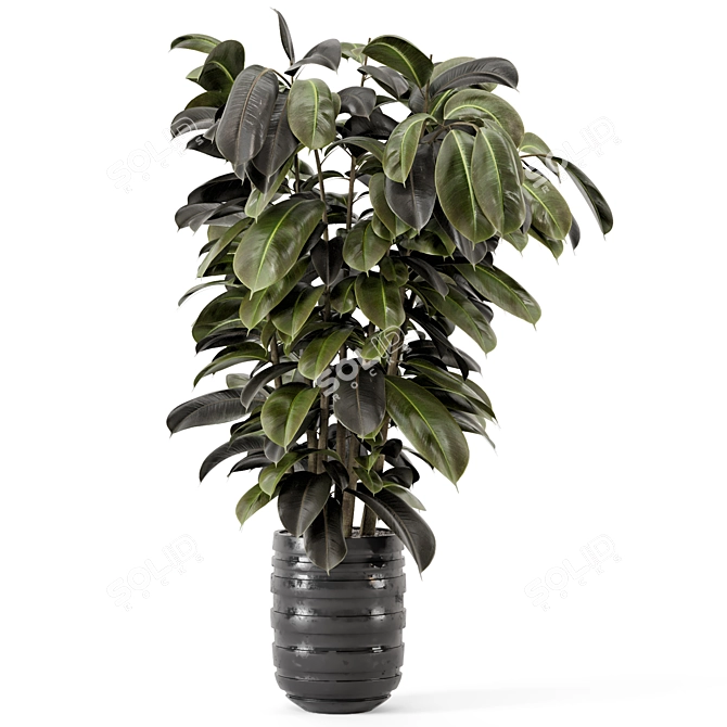 Ficus Indoor Plants - Dark Pot 3D model image 4