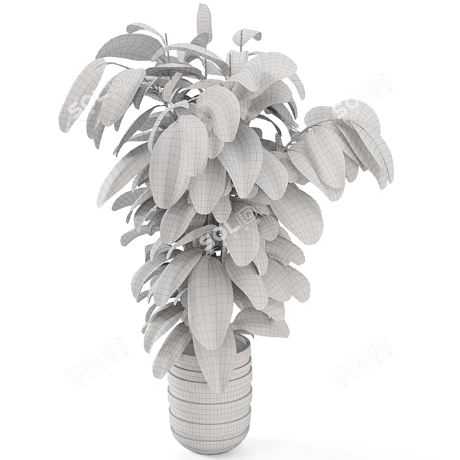 Ficus Indoor Plants - Dark Pot 3D model image 5