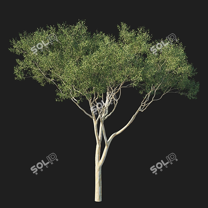 Eucalyptus Tree 3D Model 2017 3D model image 1