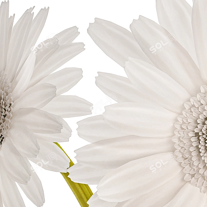 Modern White Gerbera Bouquet 3D model image 4