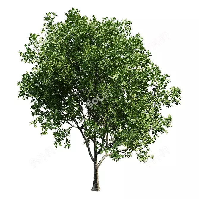  Landscaping Tree 3D Model 3D model image 2