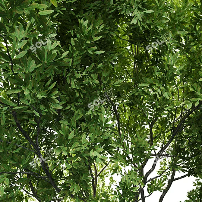  Landscaping Tree 3D Model 3D model image 3