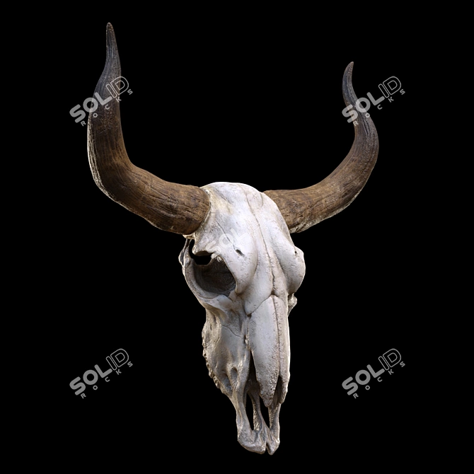 Vintage Longhorn Skull Decor Model 3D model image 1