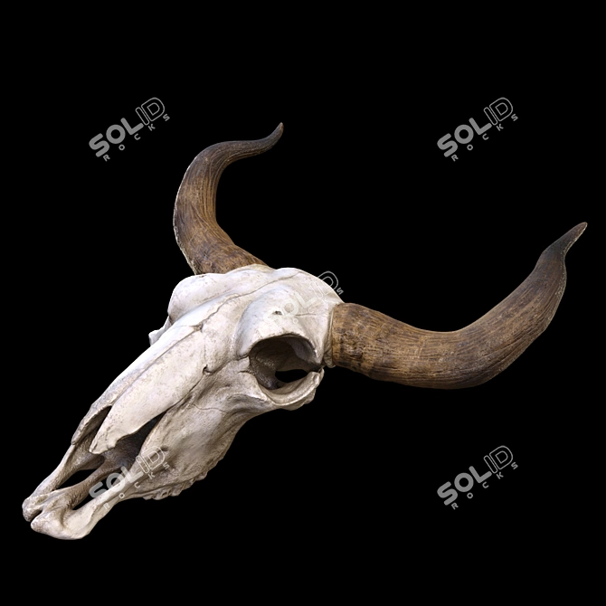 Vintage Longhorn Skull Decor Model 3D model image 5