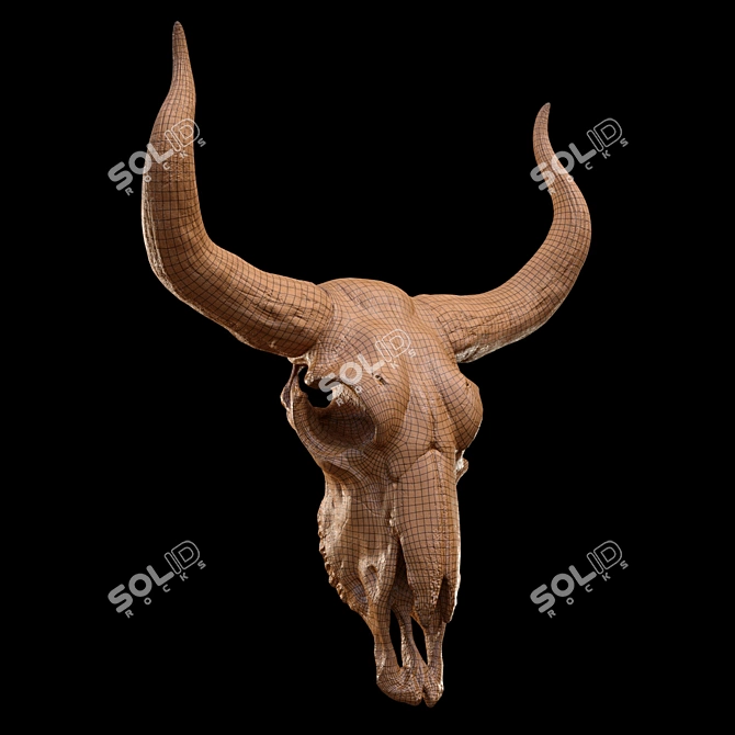 Vintage Longhorn Skull Decor Model 3D model image 6