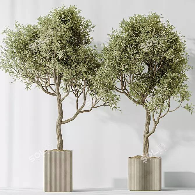 Assorted Indoor Olive Tree Set 3D model image 3