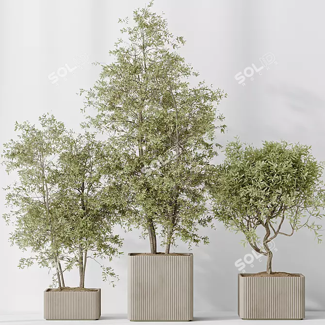 Assorted Indoor Olive Tree Set 3D model image 4