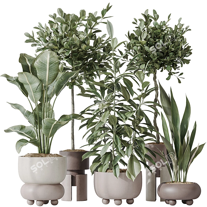 Exotic Indoor Plant Set Bundle 3D model image 1