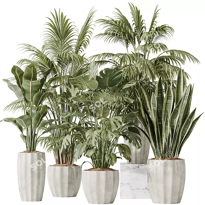 Tropical Indoor Plant Set 3D 3D model image 1