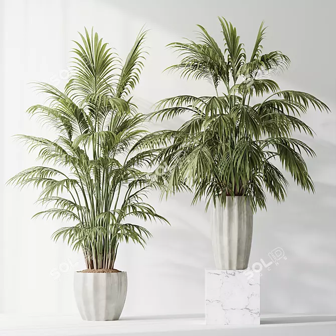 Tropical Indoor Plant Set 3D 3D model image 3