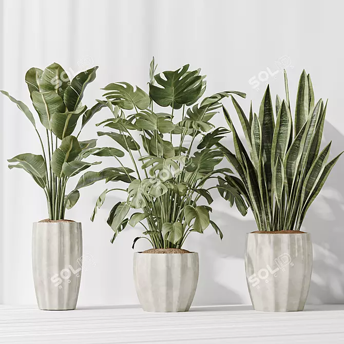 Tropical Indoor Plant Set 3D 3D model image 4