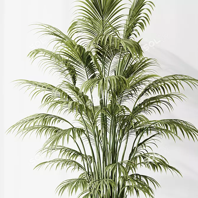 Tropical Indoor Plant Set 3D 3D model image 6