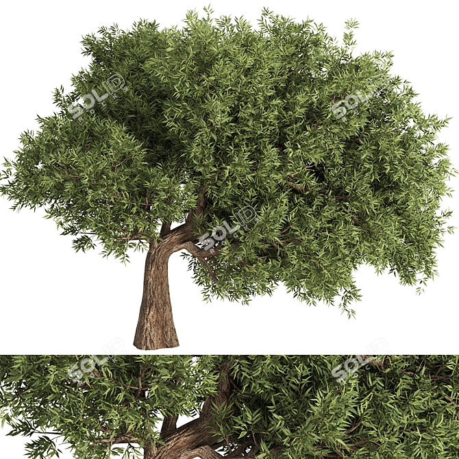 Elegant Olive Tree Set 16 3D model image 1