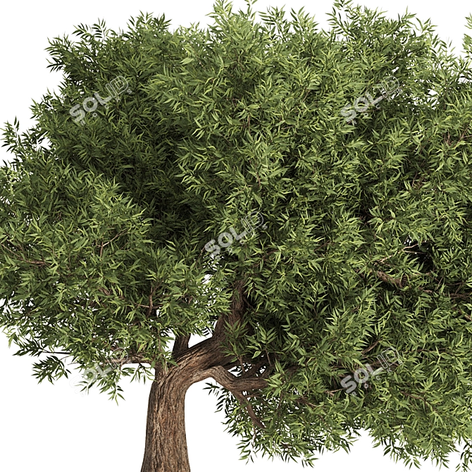 Elegant Olive Tree Set 16 3D model image 3