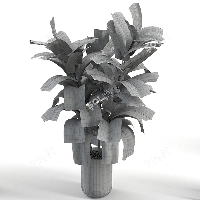 Russian Rubber Plant Showcase 3D model image 2