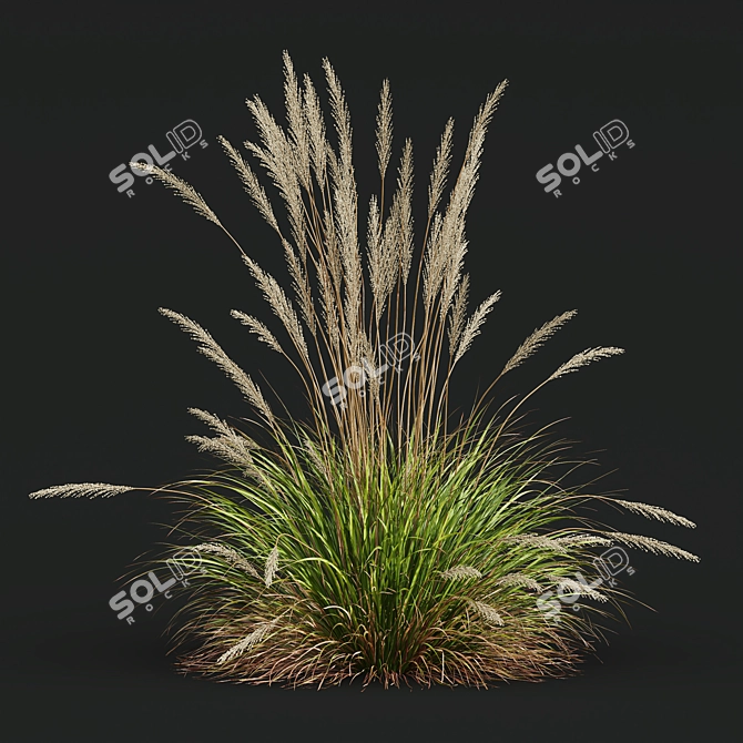 Grass and Oats 3D Models 3D model image 5