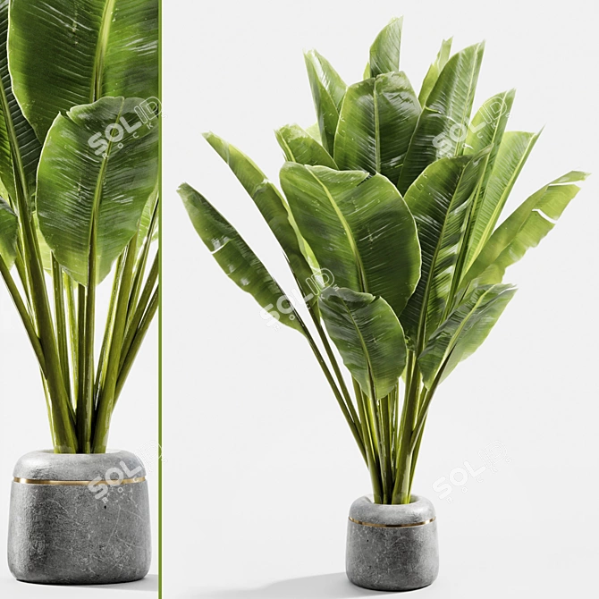 Title: Gorgeous Banana Plant 058 3D model image 1