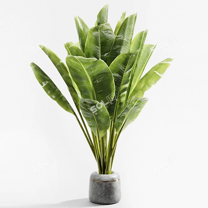 Title: Gorgeous Banana Plant 058 3D model image 4