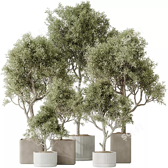 Luxury Indoor Olive Tree Set 3D model image 1