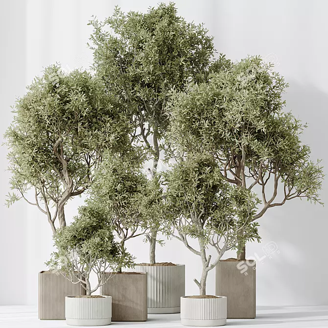 Luxury Indoor Olive Tree Set 3D model image 2