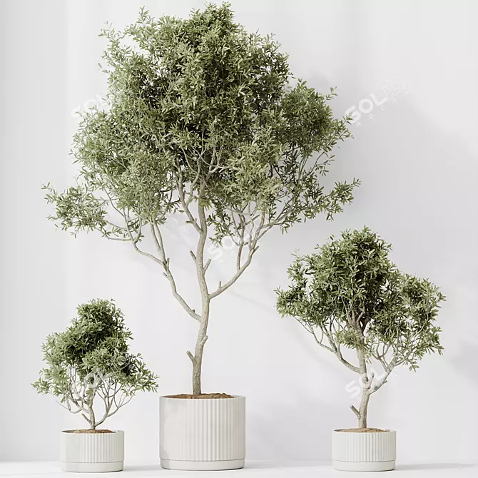 Luxury Indoor Olive Tree Set 3D model image 4