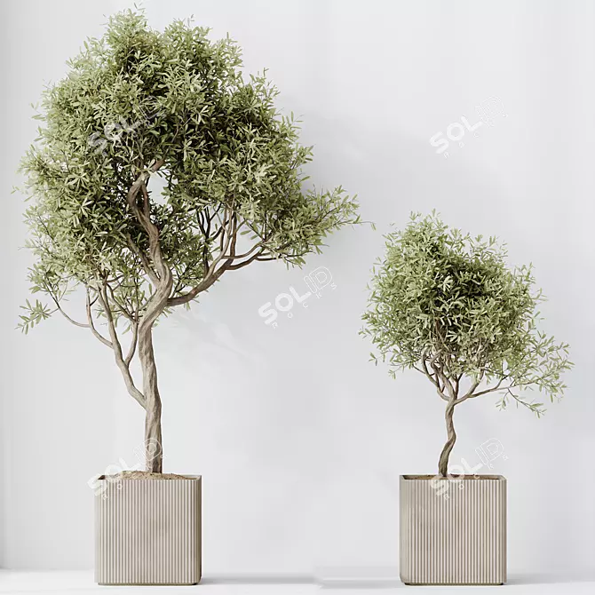 Luxury Indoor Olive Tree Set 3D model image 5